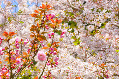 Close-up of pink cherry blossom tree