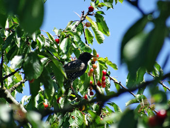 Low angle view of bird perching on tree