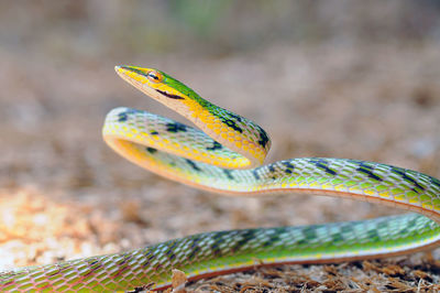 Close-up of snake on field