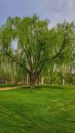 Trees in park against sky