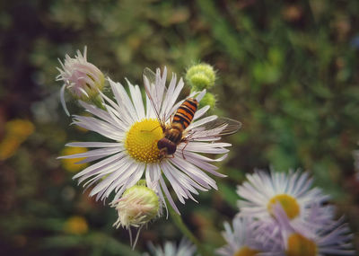 Close-up of bee on yellow flower