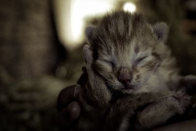 Close-up of cat sleeping