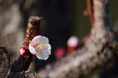 Close-up of cherry blossom outdoors