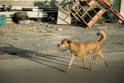 Side view of dog standing on road in city