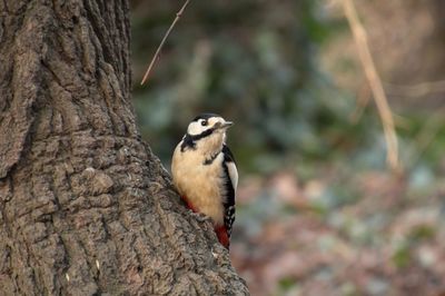 Close-up of bird perching on tree trunk