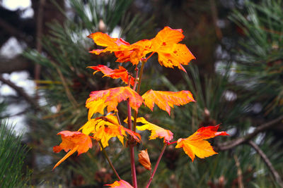 Close-up of orange flowers blooming outdoors