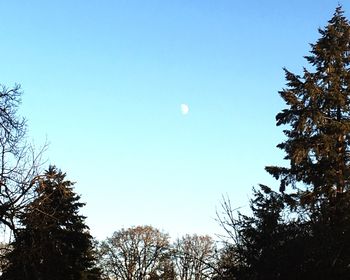 Low angle view of trees against blue sky