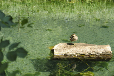 View of bird perching on wooden post