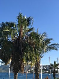 Palm trees at beach against clear blue sky