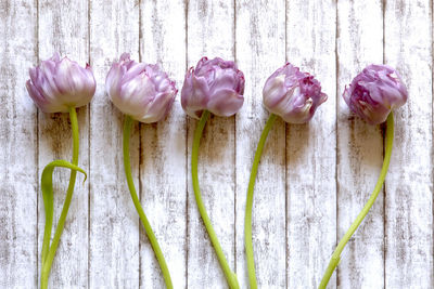 Close-up of flowers over white background