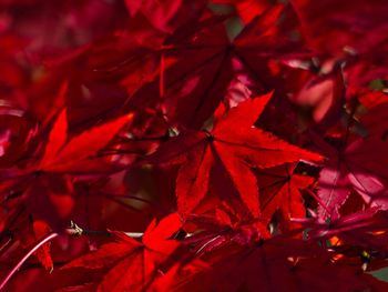 Full frame shot of red maple leaves