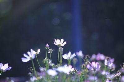 Close-up of purple flowering plants