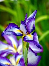 Close-up of purple iris flower