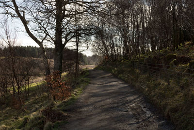 Road amidst trees in forest