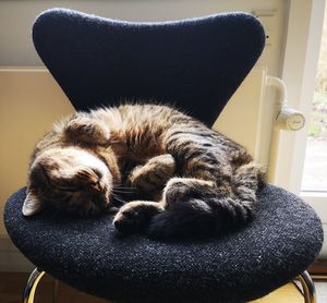 Cat sleeping on chair at home