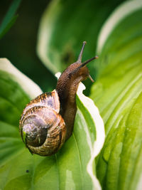 Close-up of snail on leaf