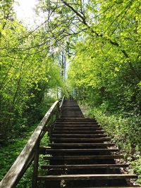 Low angle view of steps amidst trees in forest