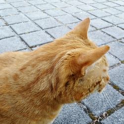 High angle view of dog on street