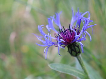 Close-up of purple flowering plant