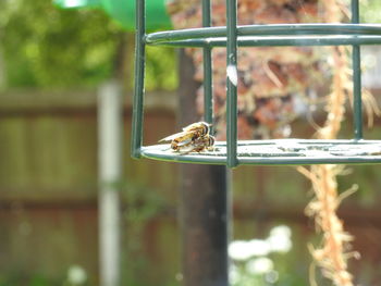 Close-up of bird perching on metal