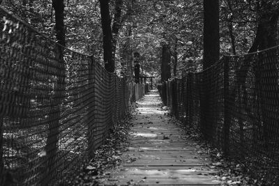 Footpath amidst trees in forest