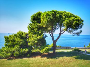 Trees by sea against blue sky