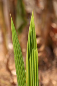 Close-up of plant growing on field