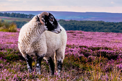 View of a sheep on field