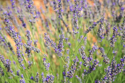 Close-up of purple flowering plants on field