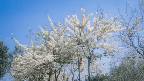 Low angle view of cherry blossom against sky