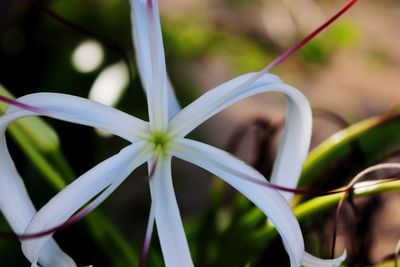 Close-up of white flowering plant