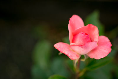 Close-up of pink flower