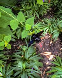 High angle view of insect on plant