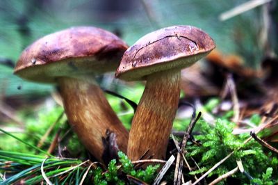 Close-up of fly agaric mushroom