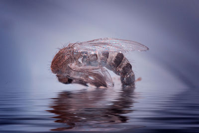 Close-up of turtle in sea