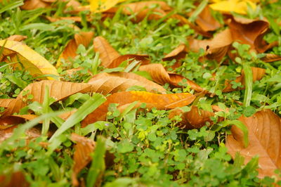 Close-up of yellow maple leaves on field