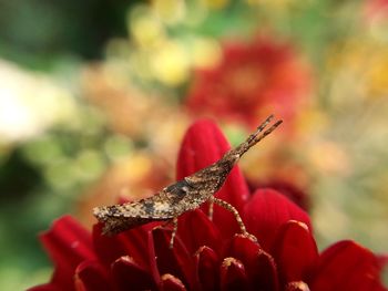 Close-up of red flowering plant