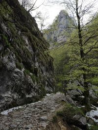 Scenic view of forest