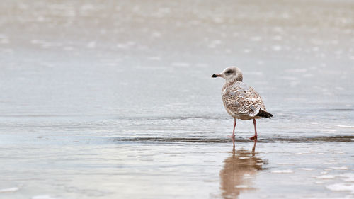 Young yellow-legged gull, larus michahellis, walking on seashore near baltic sea. juvenile seagull