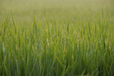 Close-up of crops growing on field