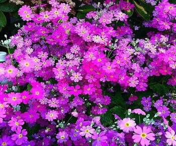 High angle view of pink flowering plant