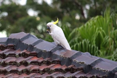 Sulphur crested cockatoo perching on roof