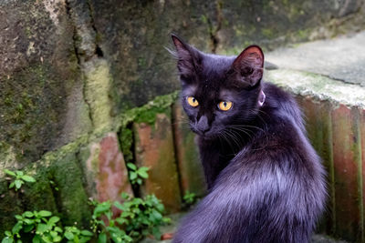 Portrait of black cat against wall
