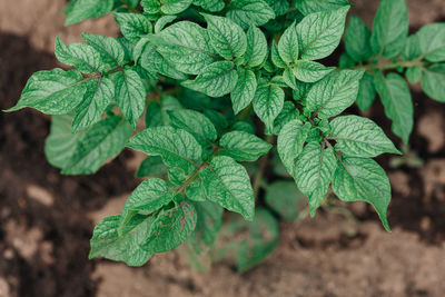 Close-up of green leaves