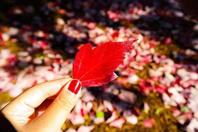 Close-up of hand holding dry leaves