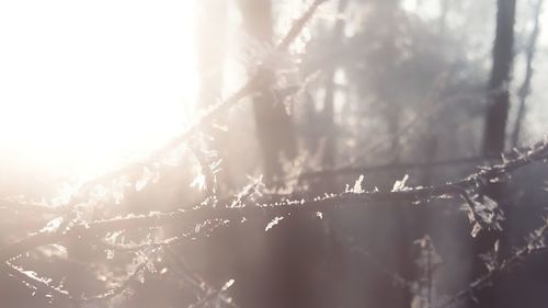 Close-up of frozen bare tree