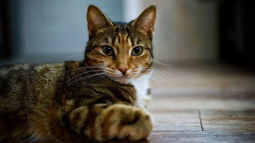 Close-up portrait of a cat