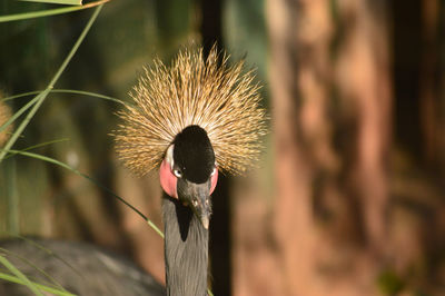 Close-up of black crowned crane