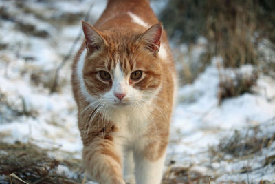 Close-up portrait of cat during winter