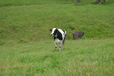 Cow standing in a field